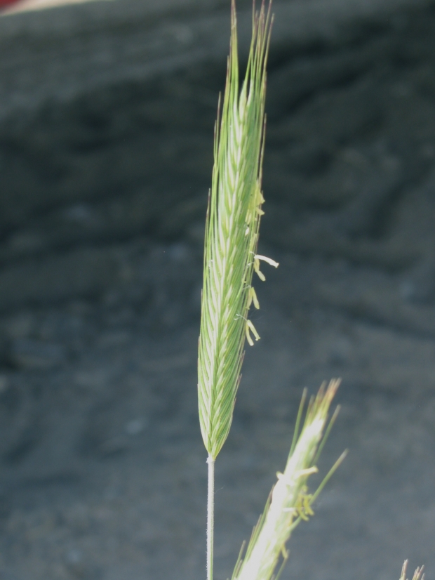 Common rye (Secale cereale)